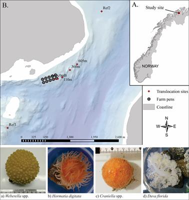 Suspension-Feeding Benthic Species’ Physiological and Microbiome Response to Salmon Farming and Associated Environmental Changes